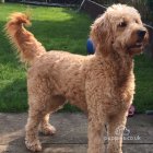 Goldendoodle