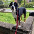 Greater Swiss Mountain Dog