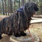 Hungarian Puli