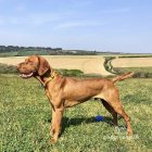 Hungarian Vizsla