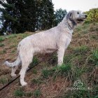 Irish Wolfhound