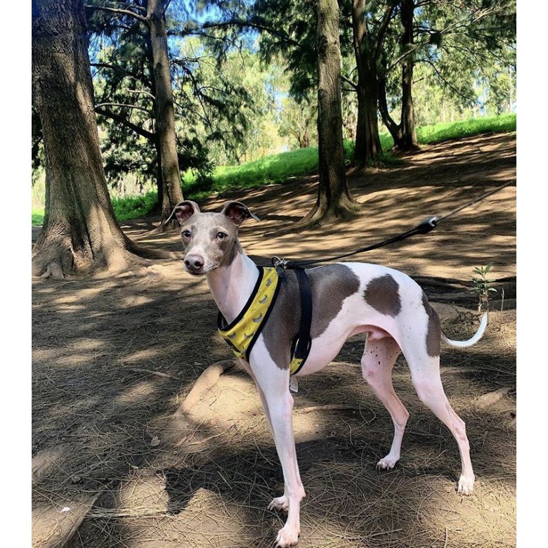 Italian Greyhound