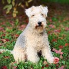 Lakeland Terrier