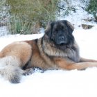 Leonberger