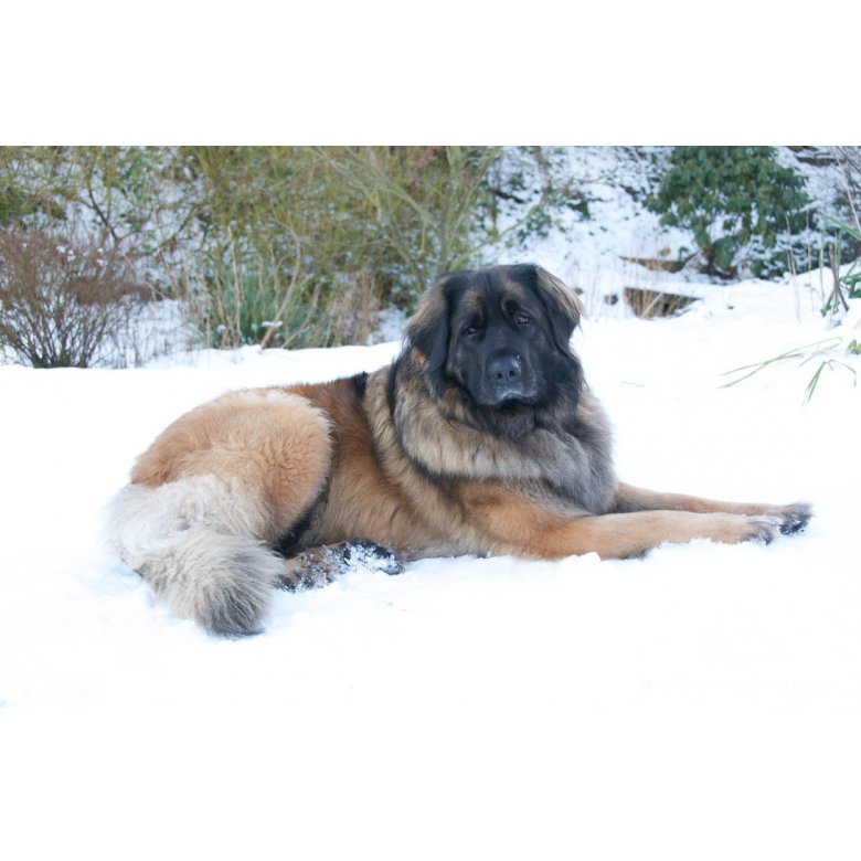 Leonberger