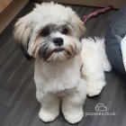 Lhasa Apso