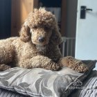 Miniature Poodle