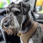 Miniature Schnauzer