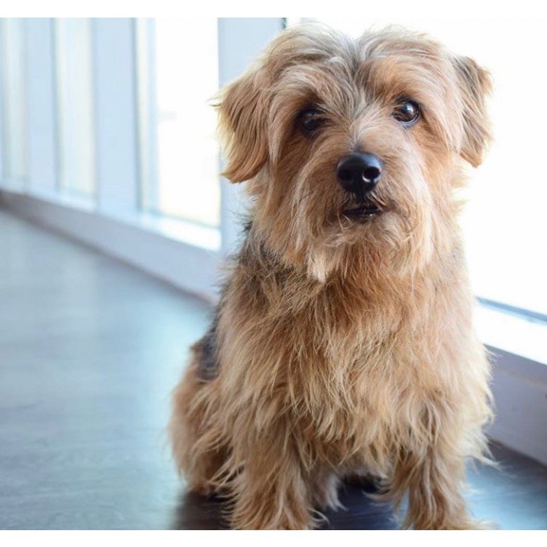 Norfolk Terrier