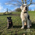 Old English Sheepdog