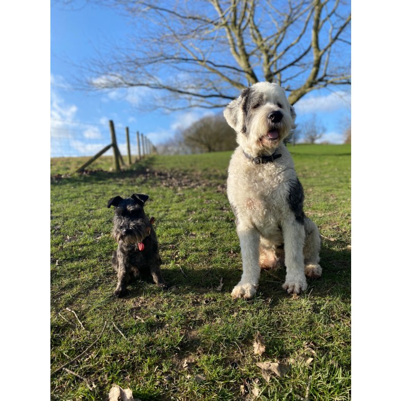 Old English Sheepdog