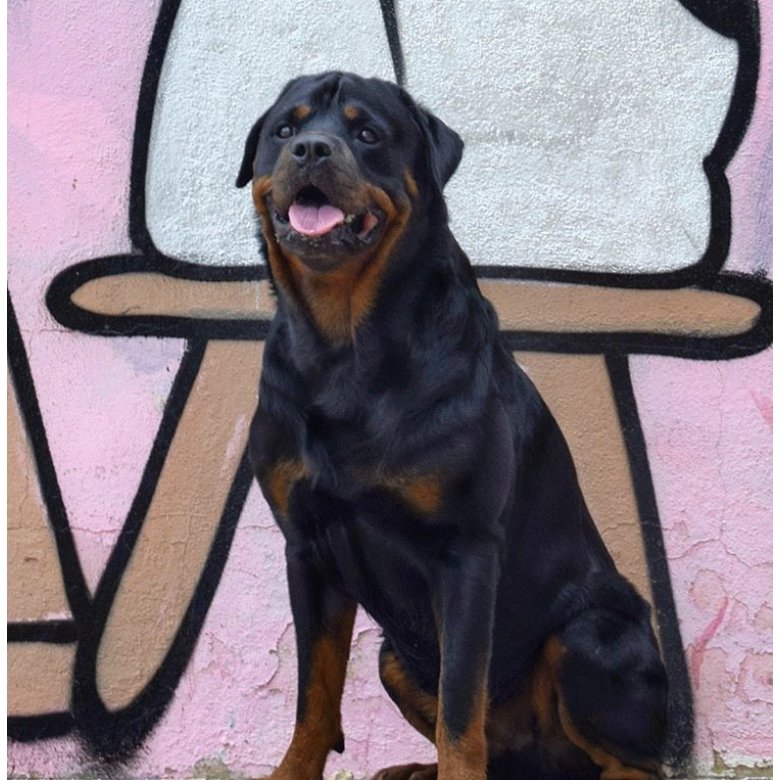 Rottweiler