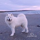 Samoyed