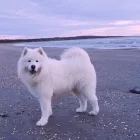 Samoyed