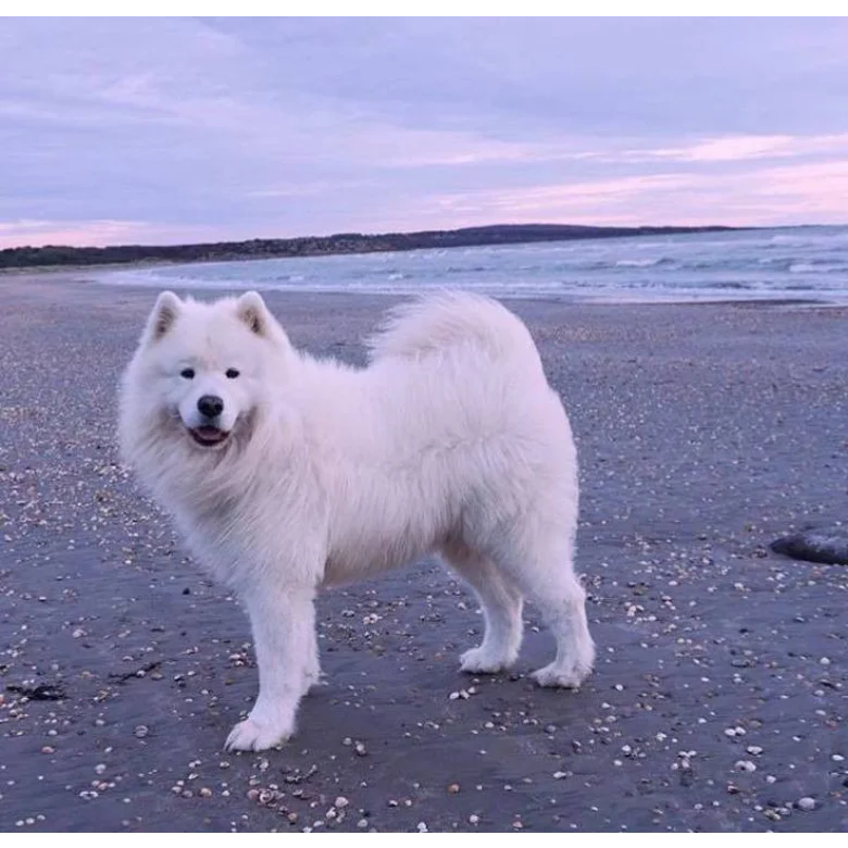Samoyed