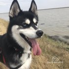 Siberian Husky