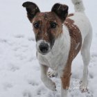 Smooth Fox Terrier