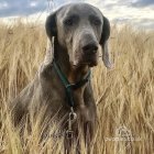 Weimaraner