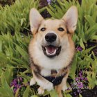 Welsh Corgi