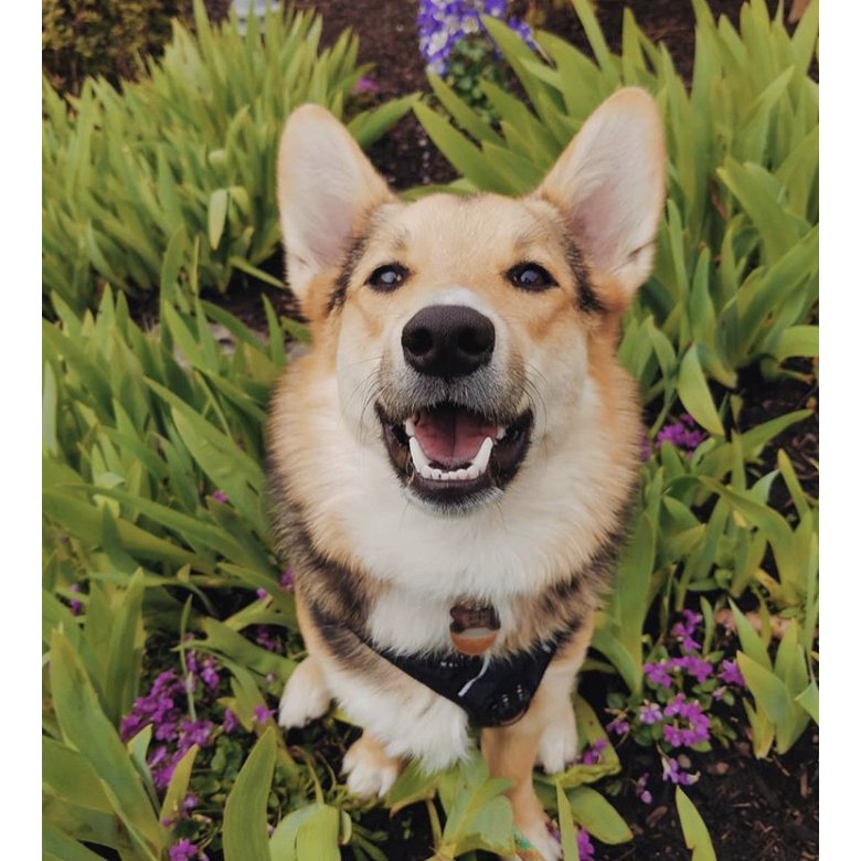 Welsh Corgi