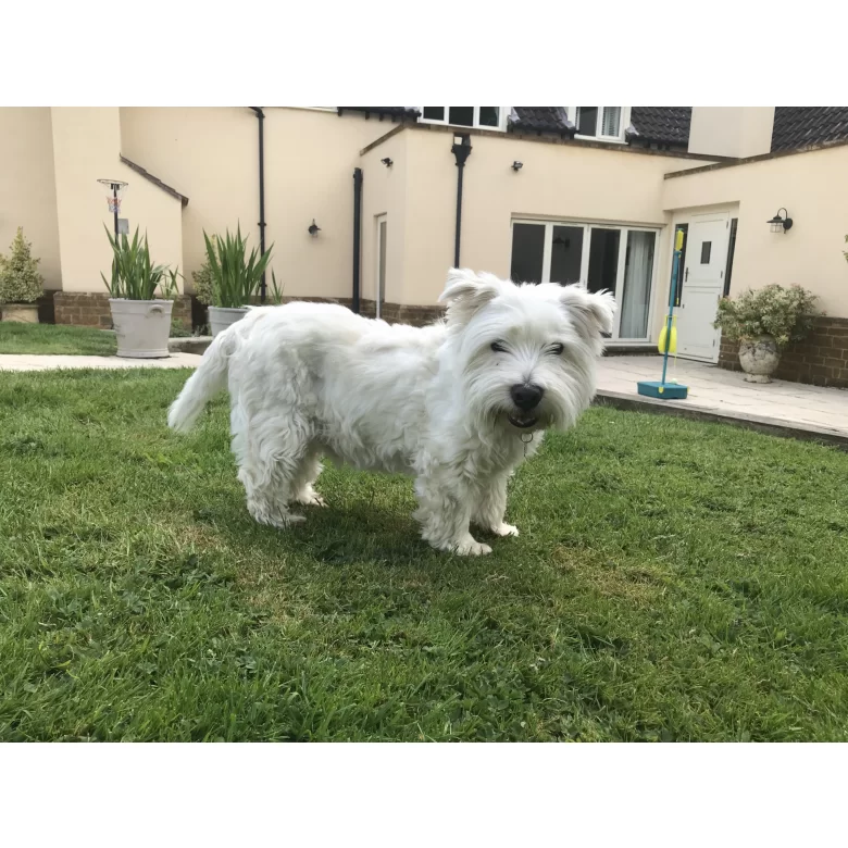 West Highland White Terrier Breed Information Owner S Guide Tips Facts