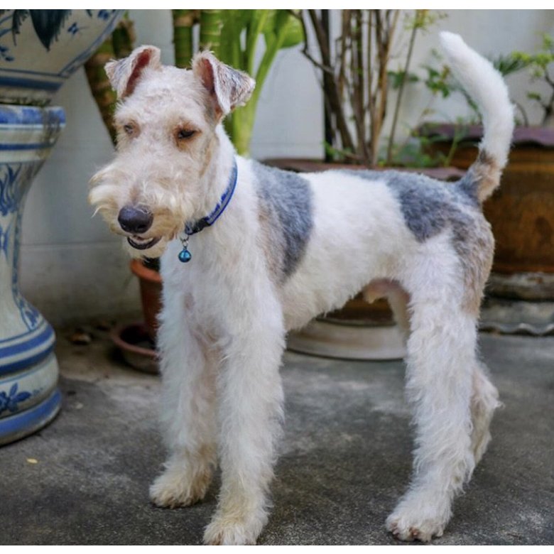 Wire Fox Terrier