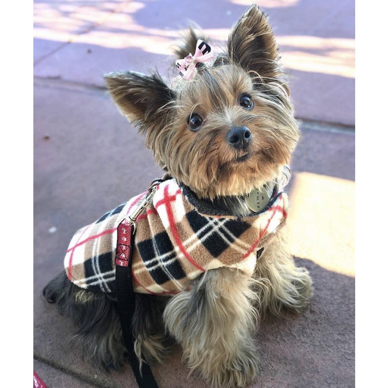 Yorkshire Terrier