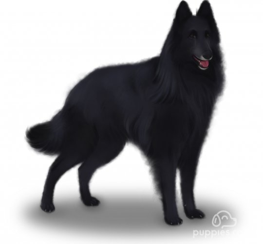 Belgian Shepherd Dog (Groenendael)