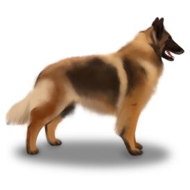 Belgian Shepherd Dog (Tervuren) - Both