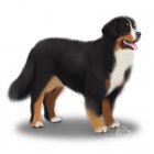 Bernese Mountain Dog