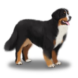 Bernese Mountain Dog - Bitches
