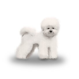 Bichon Frise - Dogs