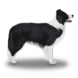 Border Collie - Both