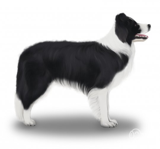 Border Collie