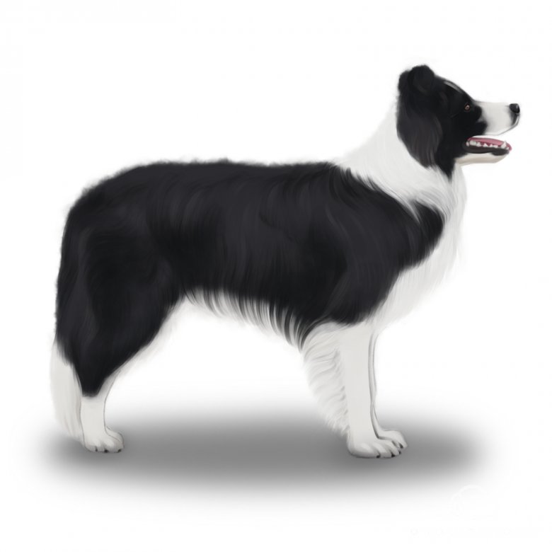 How Much Does a Border Collie Cost? 2023 Price Guide