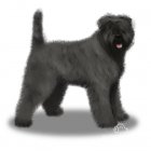 Bouvier Des Flandres