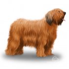 Briard