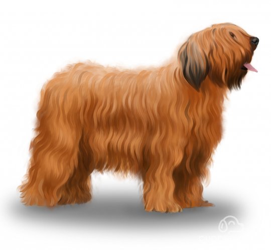 Briard