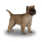 Cairn Terrier