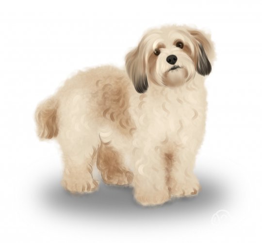 Cavachon