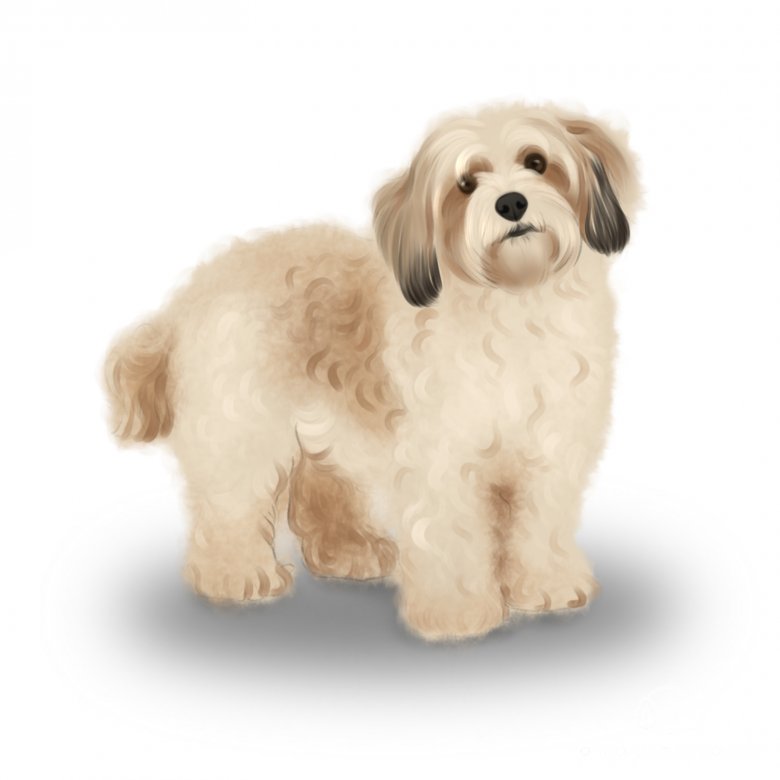 Cavachon