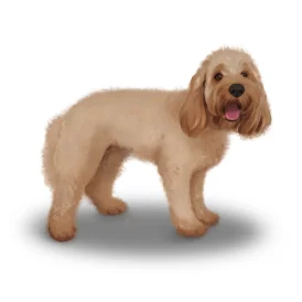 Cockapoo - Both