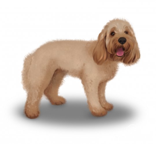 Cockapoo