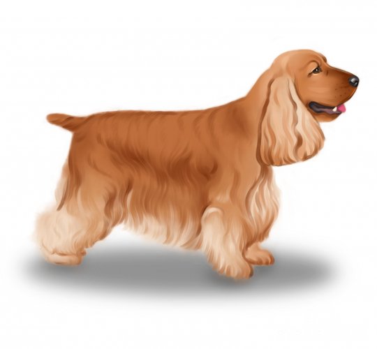 Cocker Spaniel (Working & Show)