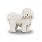 Coton De Tulear