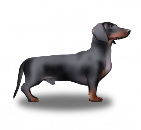 Dachshund (Standard & Miniature)