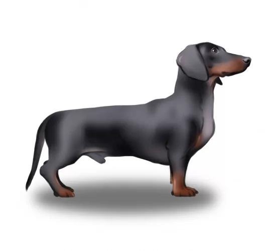 Dachshund (Standard &amp; Miniature)