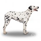 Dalmatian