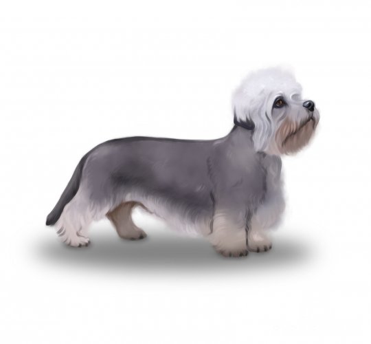 Dandie Dinmont Terrier