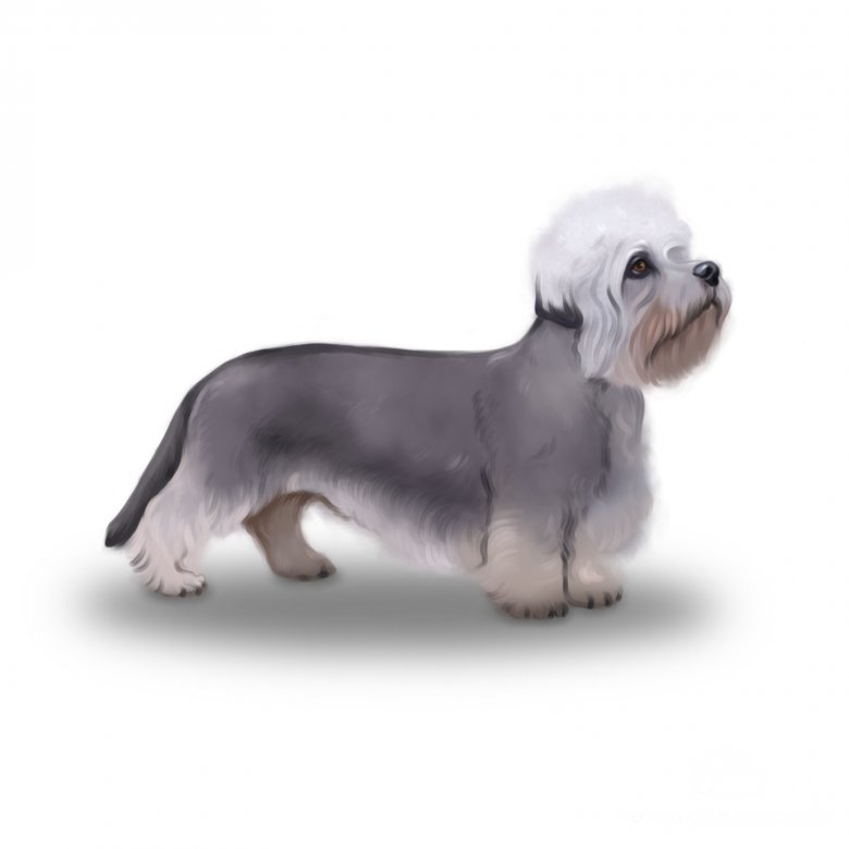 Dandie Dinmont Terrier